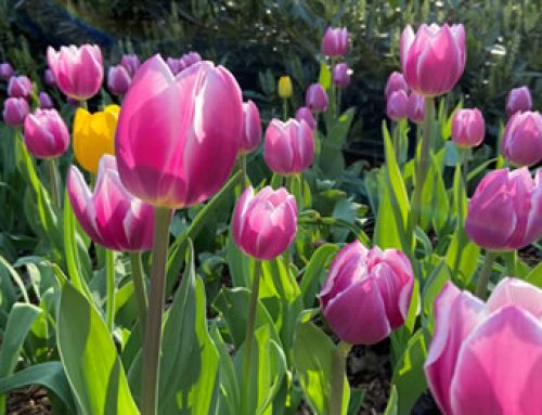 Primavera no Central Park: um verdadeiro espetáculo para os olhos